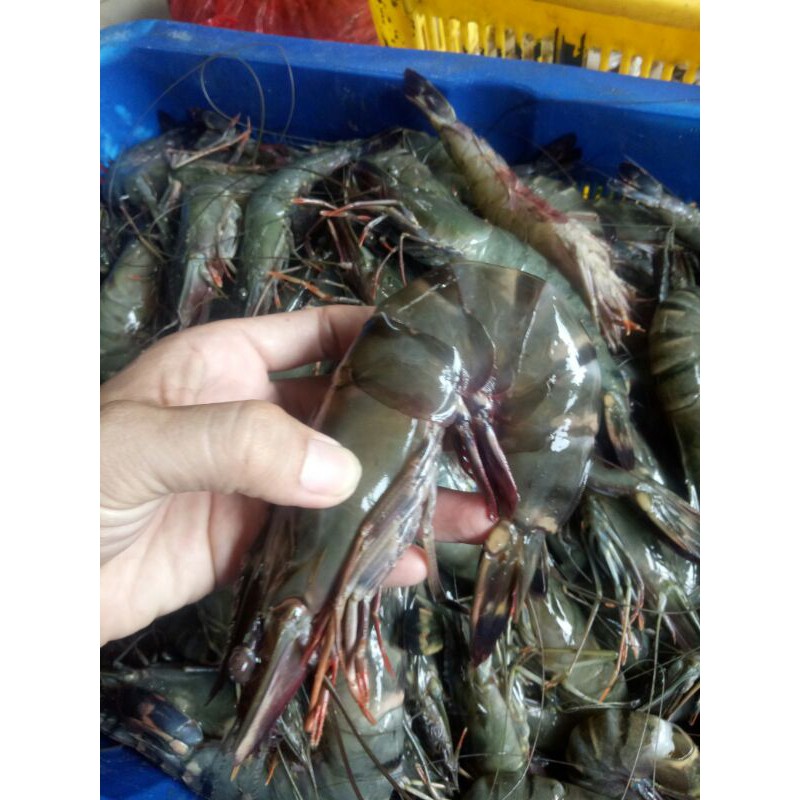 

udang pancet size 15(500g)