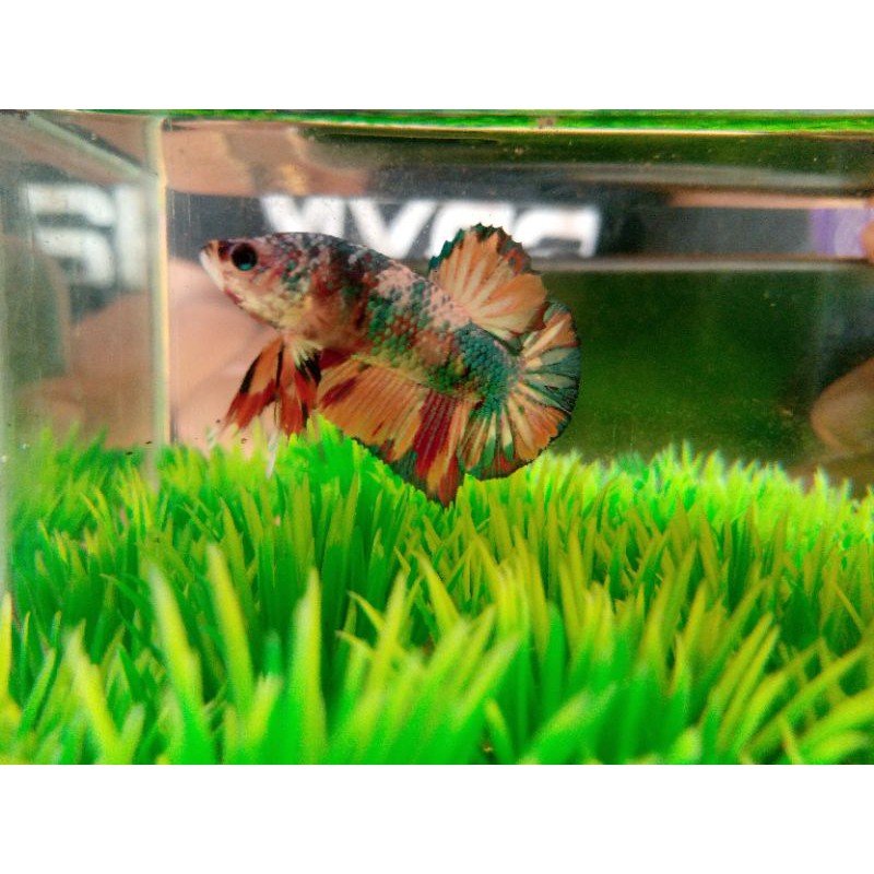 ikan cupang nemo cooper