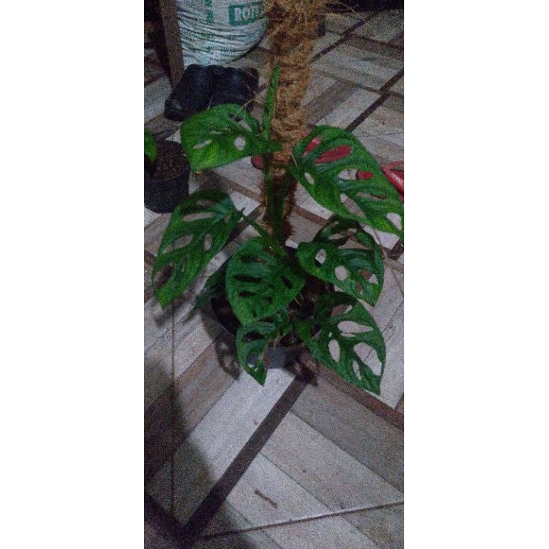 monstera janda bolong acuminata
