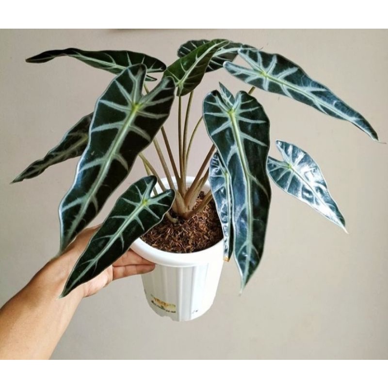 tanaman hias alocasia bambino