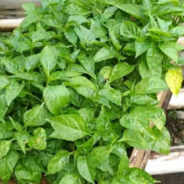 bibit cabe rawit setan siap tanam