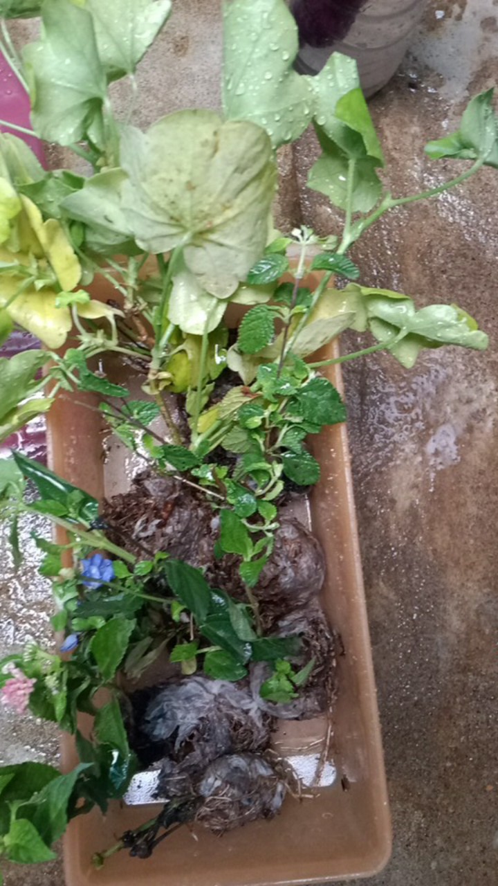 Garamalia Ataw Geranium