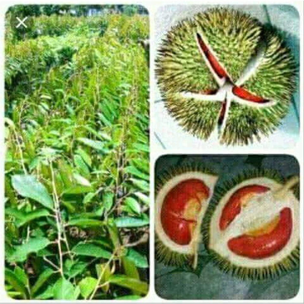

paket 4 durian merah banyuwangi