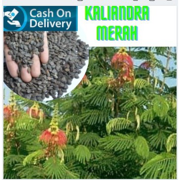 Kaliandra Merah Benih Tanaman Hijauan Pakan Ternak