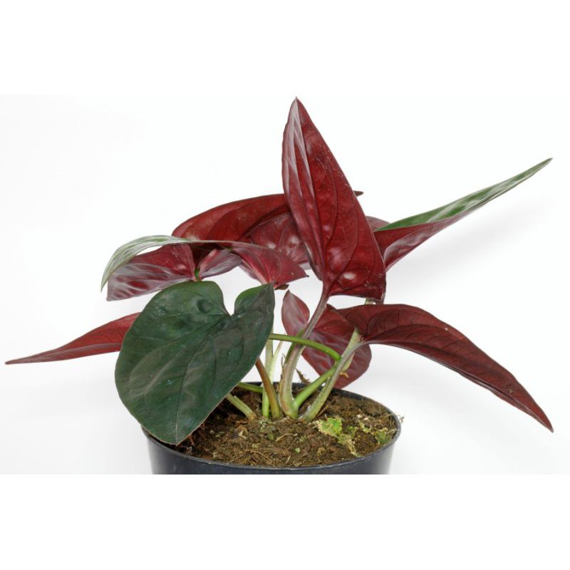 SYNGONIUM RED ARROW TANAMAN HIAS SYNGONIUM BLACK TANAMAN BUNGA  SYNGONIUM