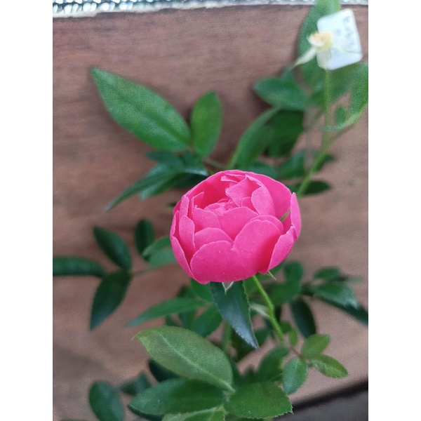 tanaman bunga Mawar kubis pink berbunga rose - Mawar Hidup Berlabel &amp; Bergaransi