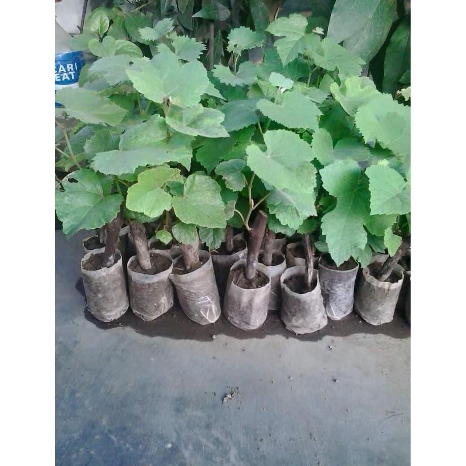 promo... -_- bibit buah / benih buah berkwalitas bibit tanaman anggur yellow $diskon!!
