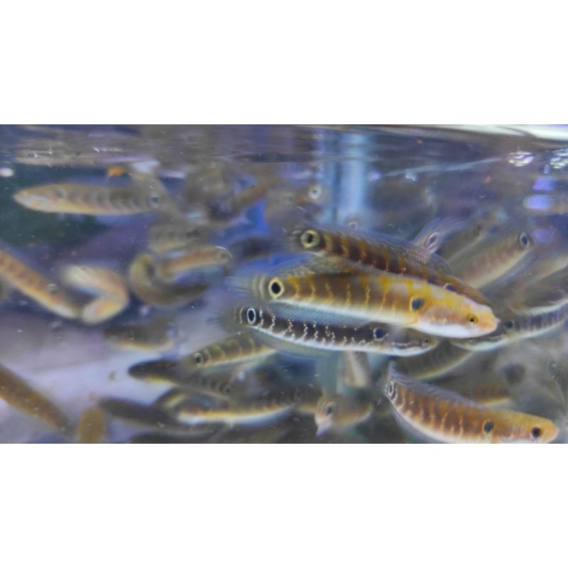 Channa Asiatica RSWS 10e +-4 cm