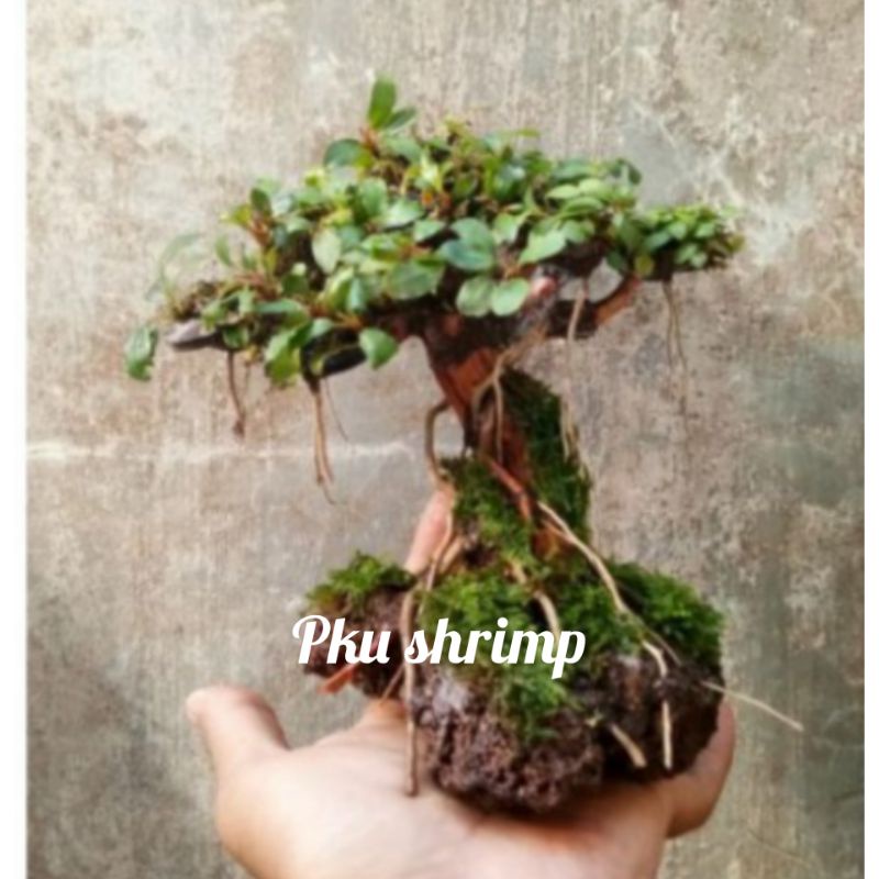Bonsai Buce Palandra Tanaman Hias Aquascape Siap Tanam