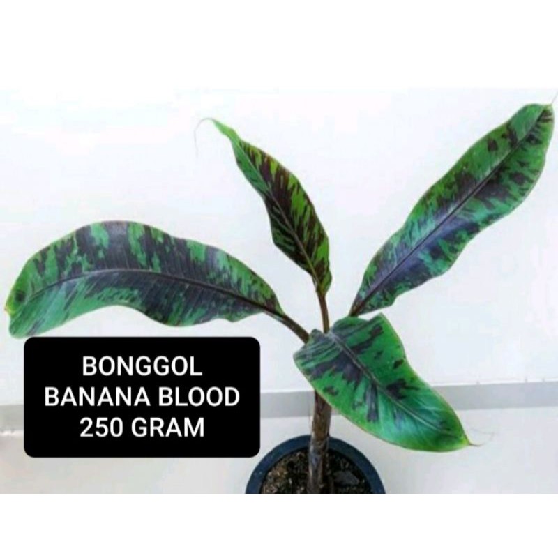 BONGGOL BANANA BLOOD (250 Gram)
