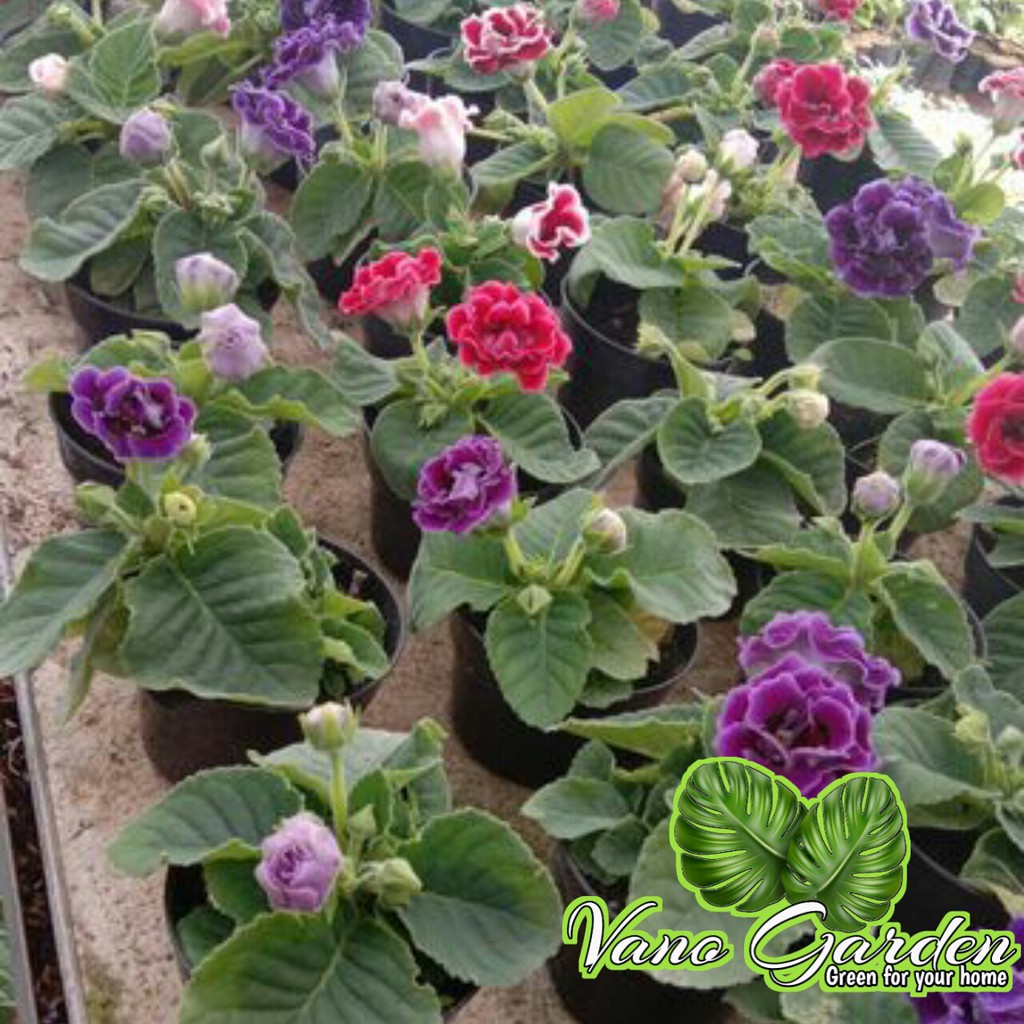 

gloxinia