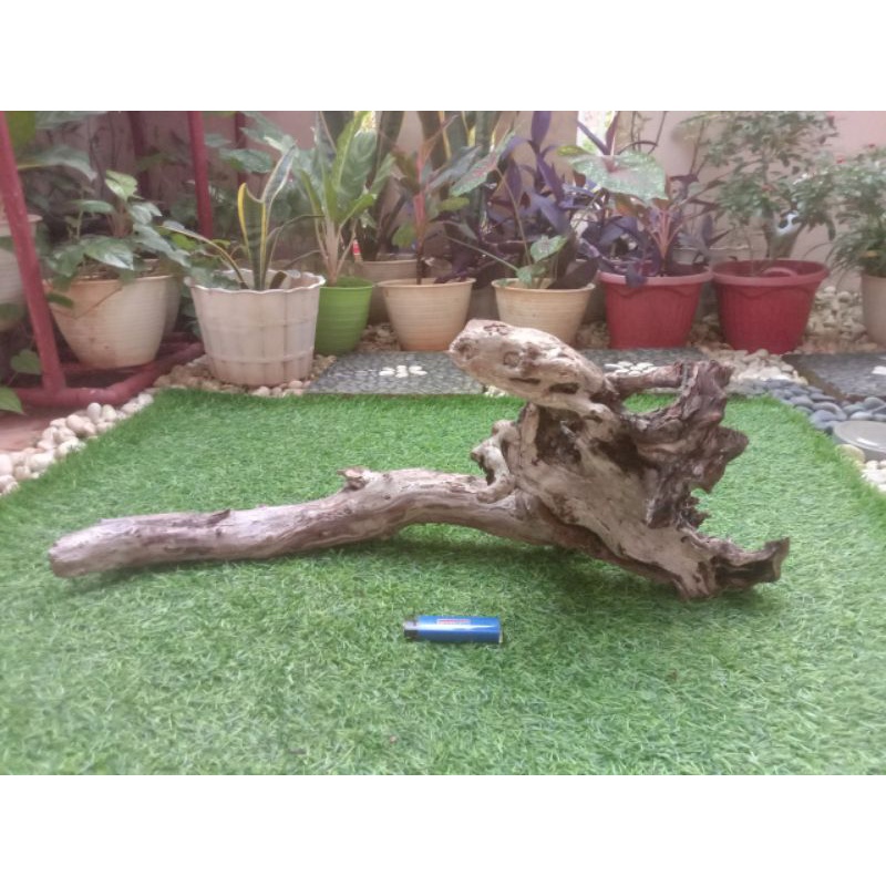 kayu stigi karang atau laut gradeA