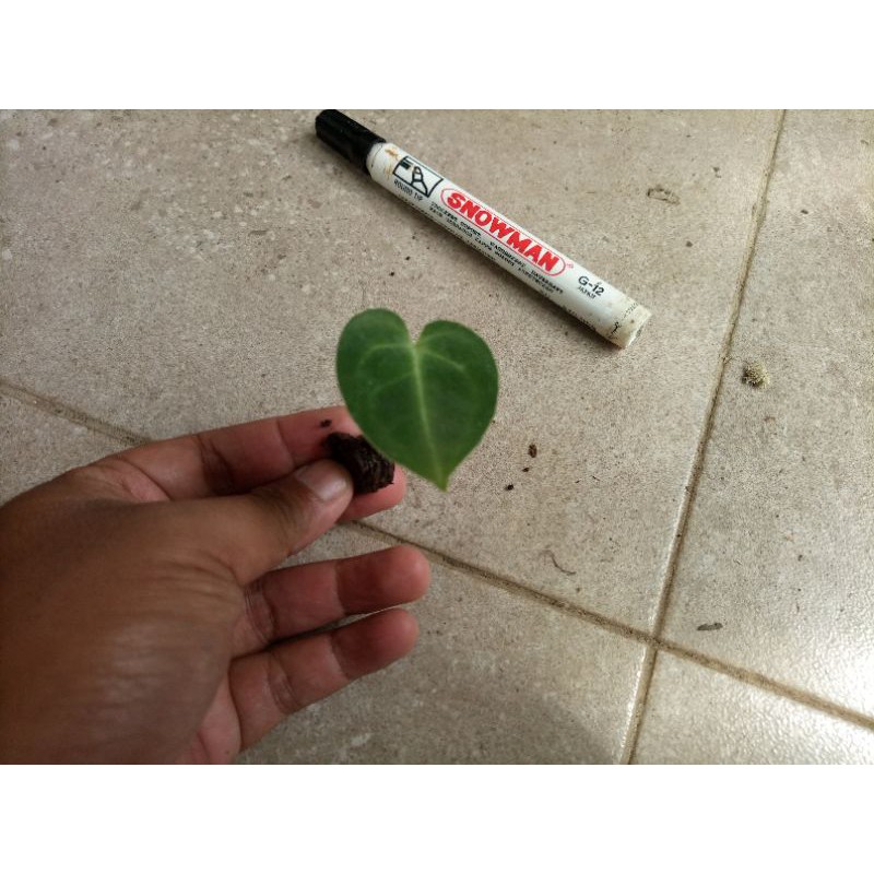 Anthurium clarinervium