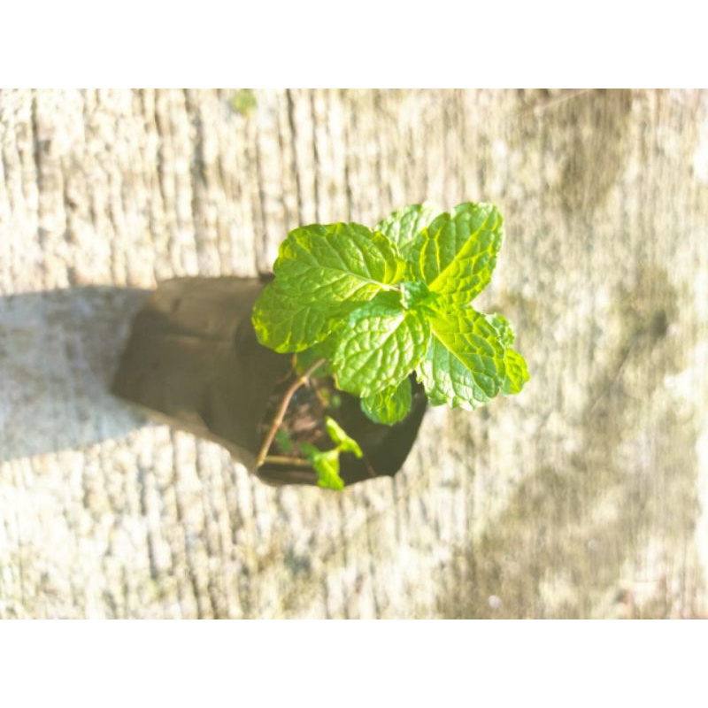 

mint papermint bibittanamanpapermint