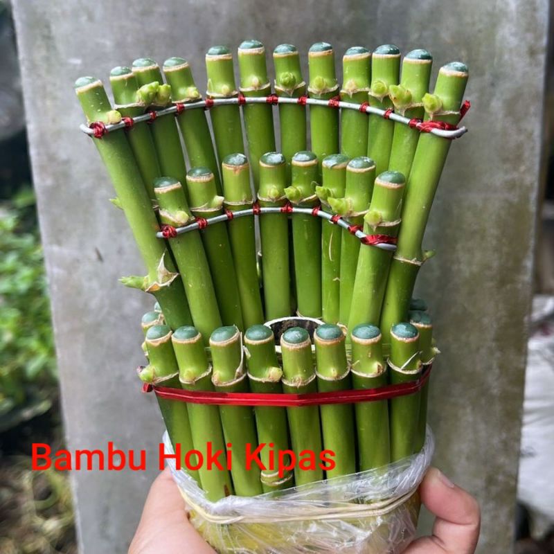 Bambu Hoki Murah