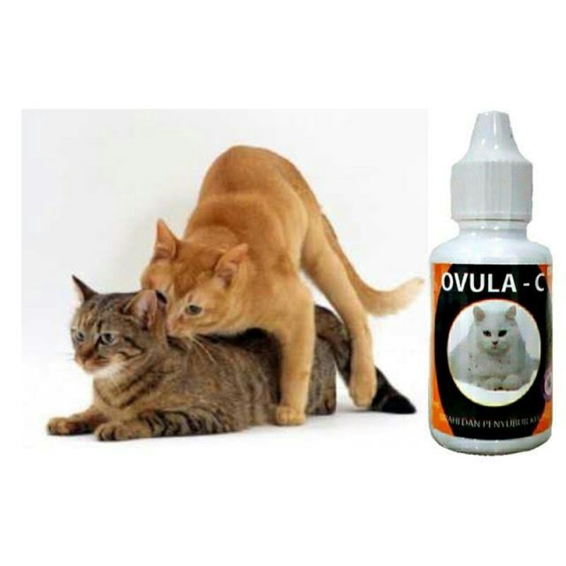 Obat Birahi Kucing Ovula C
