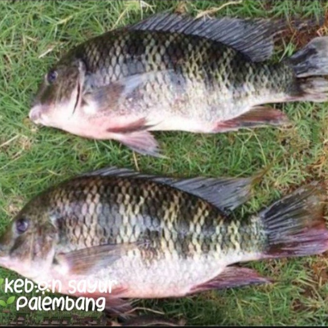 

ikan mujair nila 500 gr