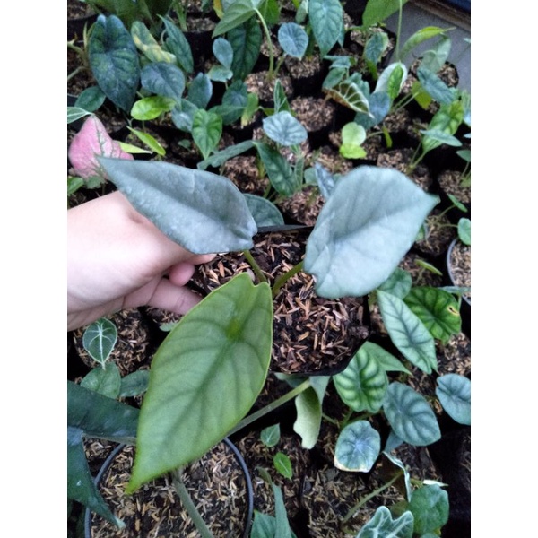 Bibit Alokasia Alocasia Bisma Silver Black Velvet Dragon Scale