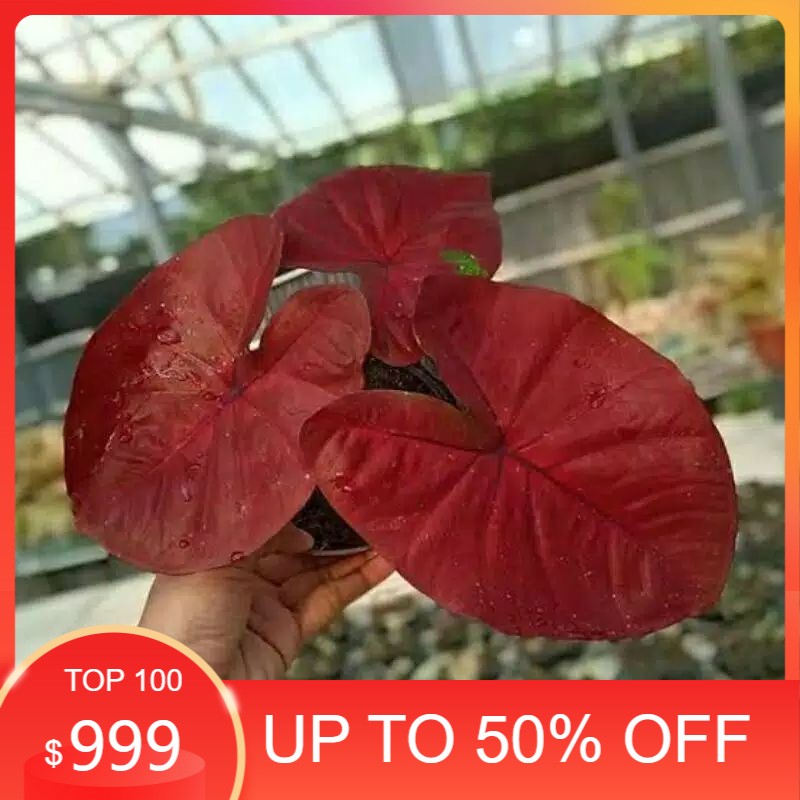 termurah bonggol caladium red dragon