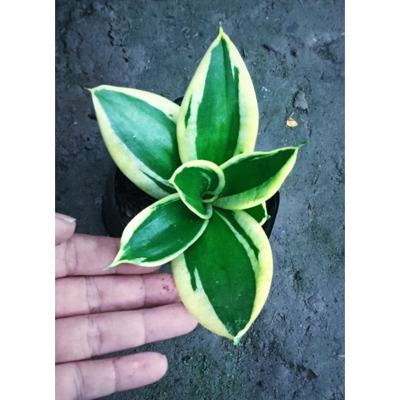 Sansevieria Pagoda Varigata