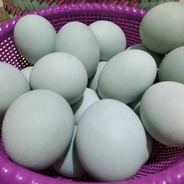 

Telor Asin