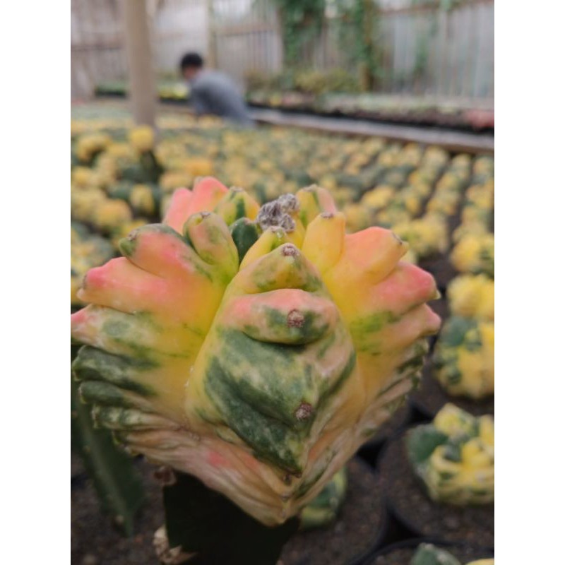 

astropytum kikko variegated