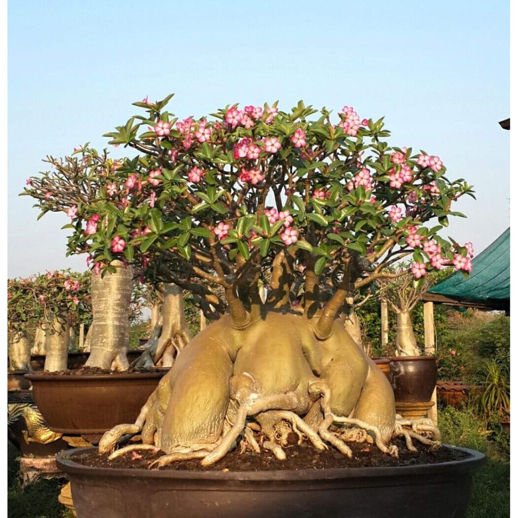 Adenium THAISOCO GOLDEN BELL
