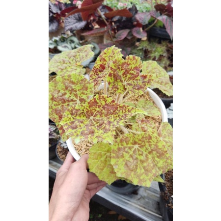 Tanaman Hias Begonia Madu INDUKAN