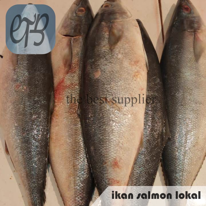 

Ikan Salmon Lokal Segar