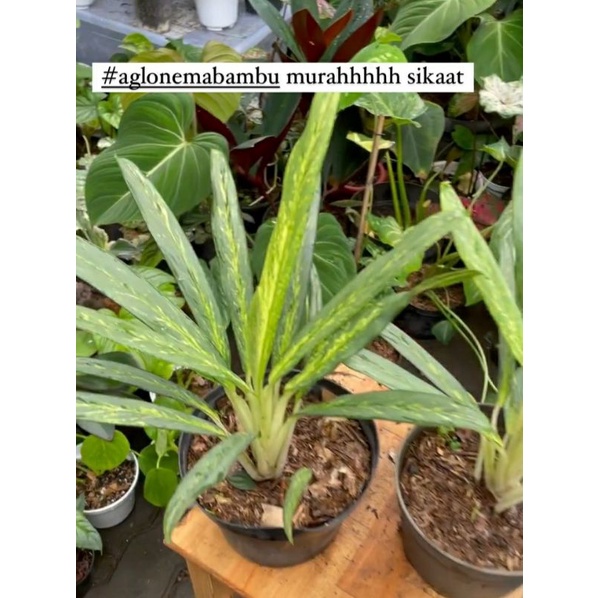aglonema bambu