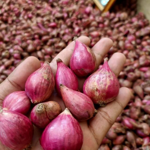 

Bawang Merah Jumbo Kiloan