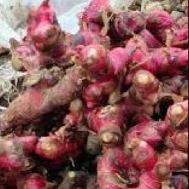 

JAHE MERAH SEGAR 500 GRAM