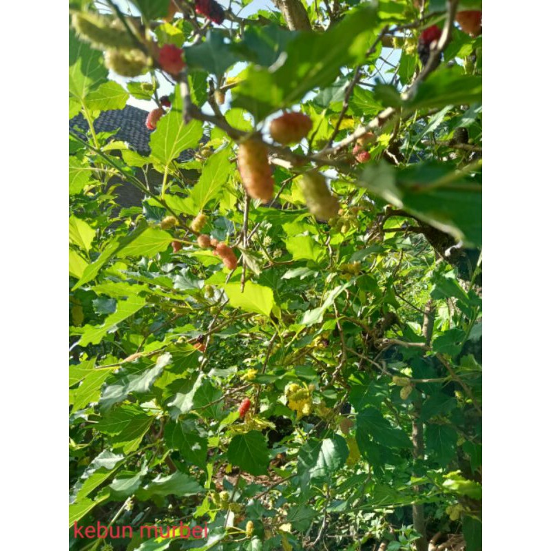 

Mulbery Arbei Murbei Daun Fresh 50 lembar