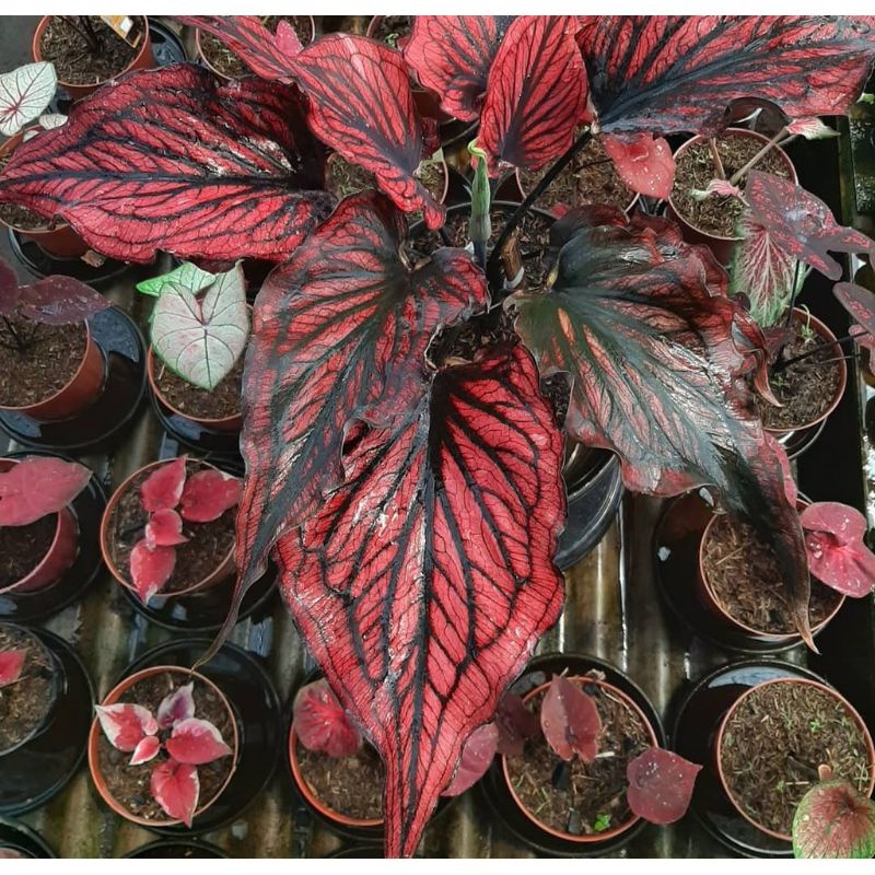 Umbi Caladium red stone - keladi hias hybrid import