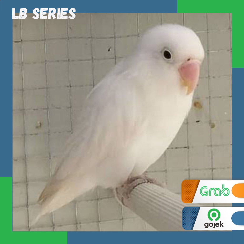 lovebird Albino MH (Mata Hitam) burung Lb Series
