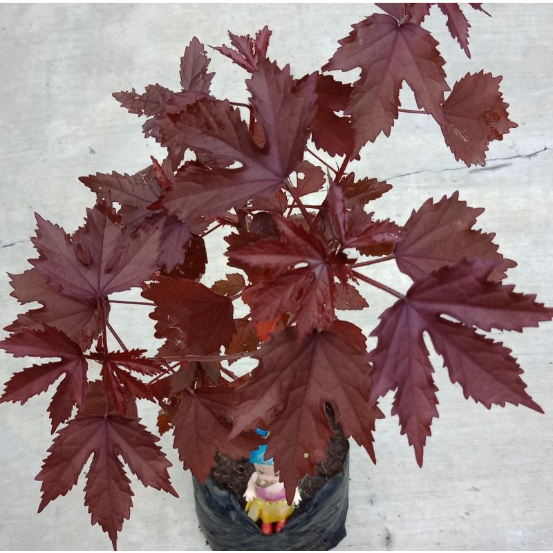 aneka bunga, red panama, hadeleum dll