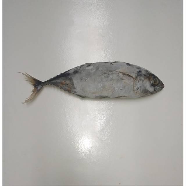 

Ikan Baby Tuna Beku