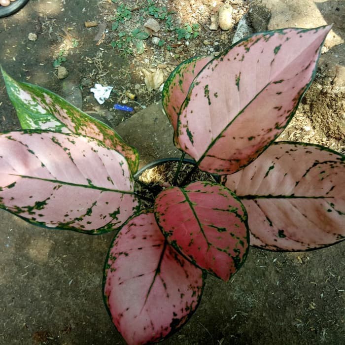 Tanaman Hias Aglonema Lady Valentine - Aglaonema Lady Valentine