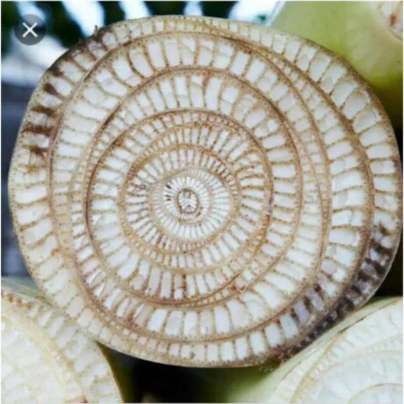 

pohon pisang segar/kedebong 500gram