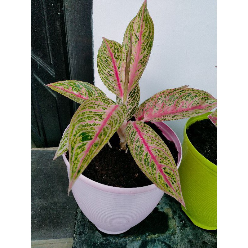Anakan aglonema legacy merah