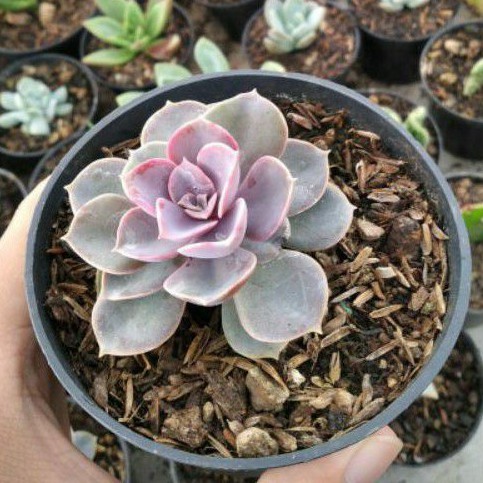 [Mrkaktus] Sukulen Echeveria