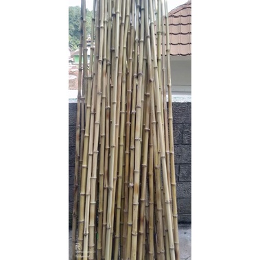BAMBU CENDANI LURUS OPEN T150 CM D2-2,5 CM