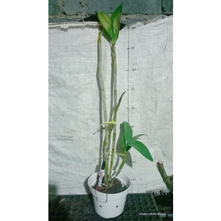 Dendrobium spectabile dewasa/siraja kribo