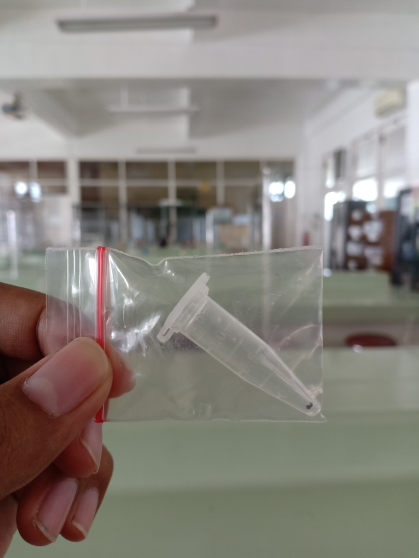 Biji / Benih / Seed Tanaman Karnivora Venus Flytrap