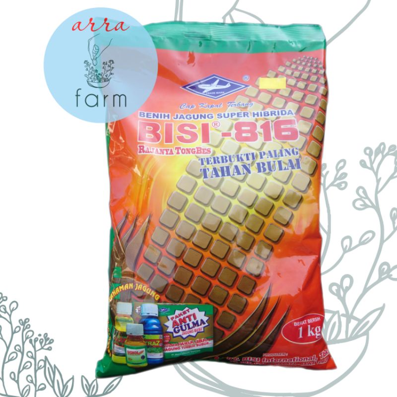 Benih Jagung BISI 816 F1 Hibrida