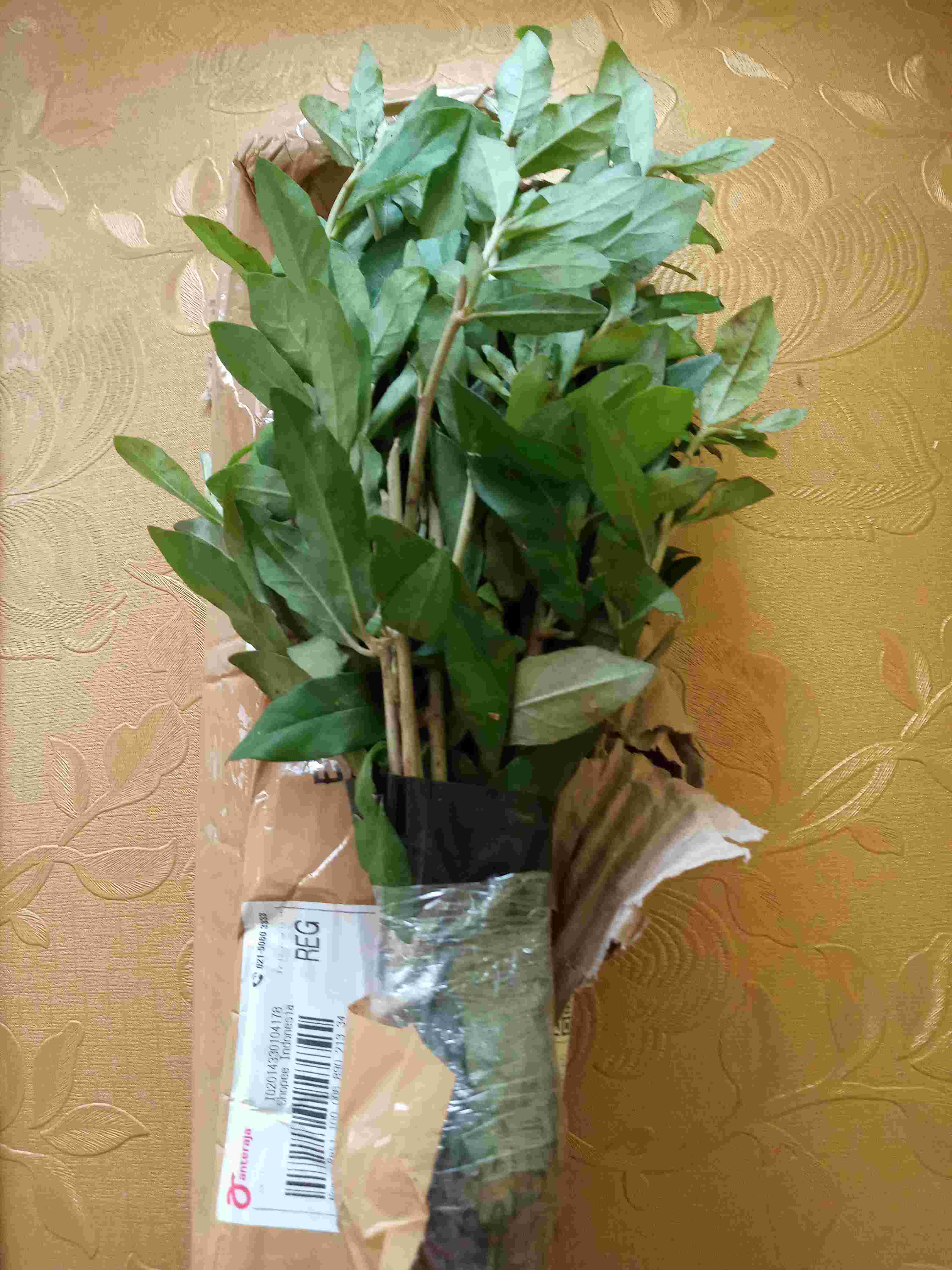 Pohon Lee Kwan Yew / Likuanyu Perbatang