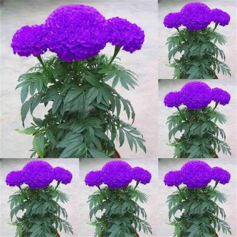 BENIH BIJI BUNGA MARIGOLD UNGU/PURPLE. IMPORT
