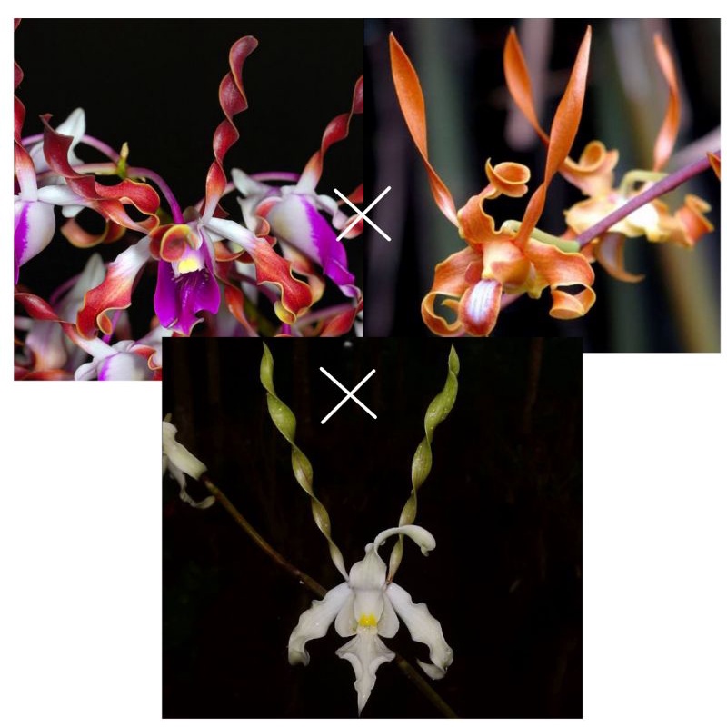 Anggrek dendrobium keriting (lasianthera x tangerinum) x strepsiceras dewasa siap bunga