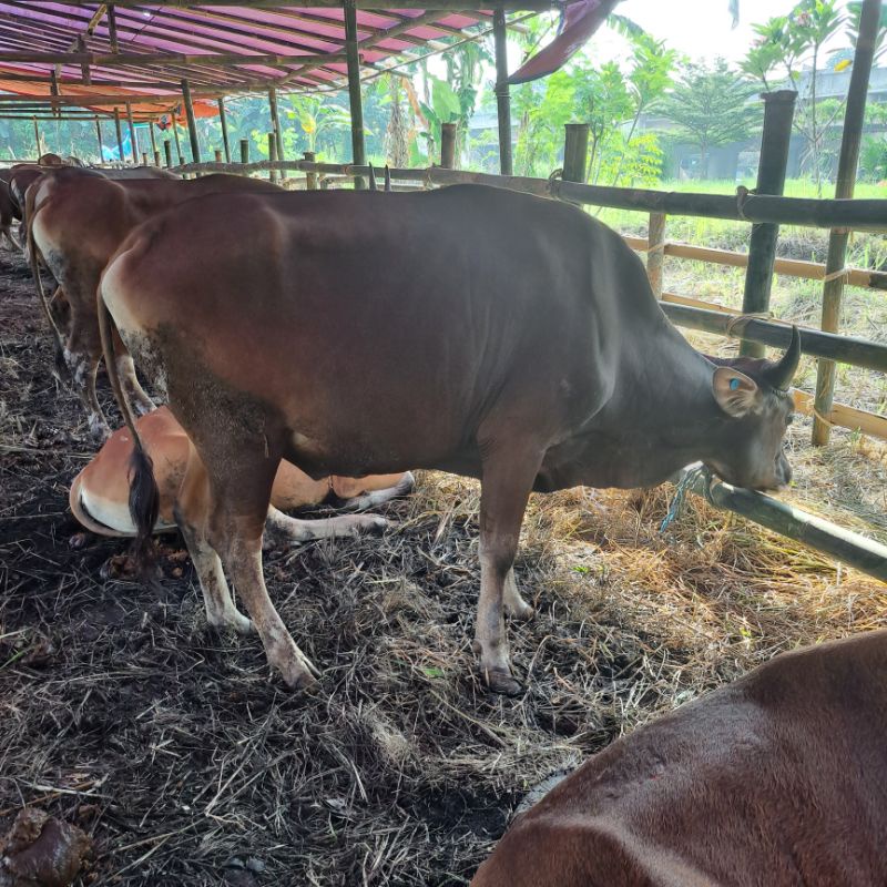 Promo Sapi Qurban / Sapi Bali / Kupang/ lokal Rote Ongole / Simental / Limousine