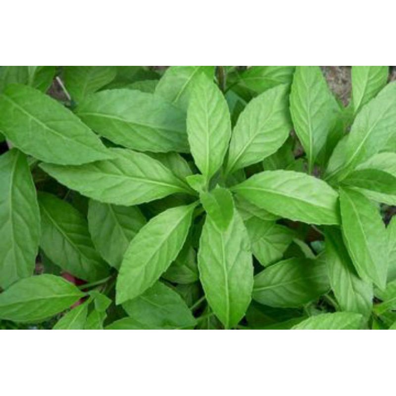 

obat herbal diabetes. daun sambung nyawa segar. dari pohon langsung. rp 200 perlembar